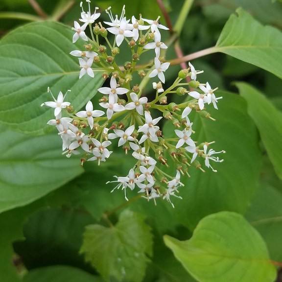 gray dogwood (Cornus racemosa) plant — close-up photo