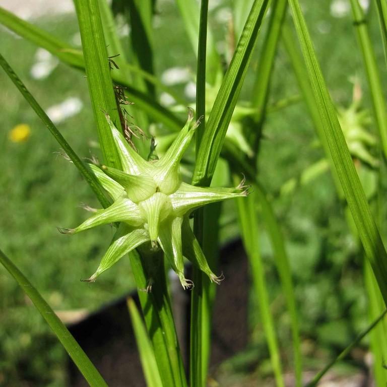 gray sedge (Carex grayi) plant — close-up photo
