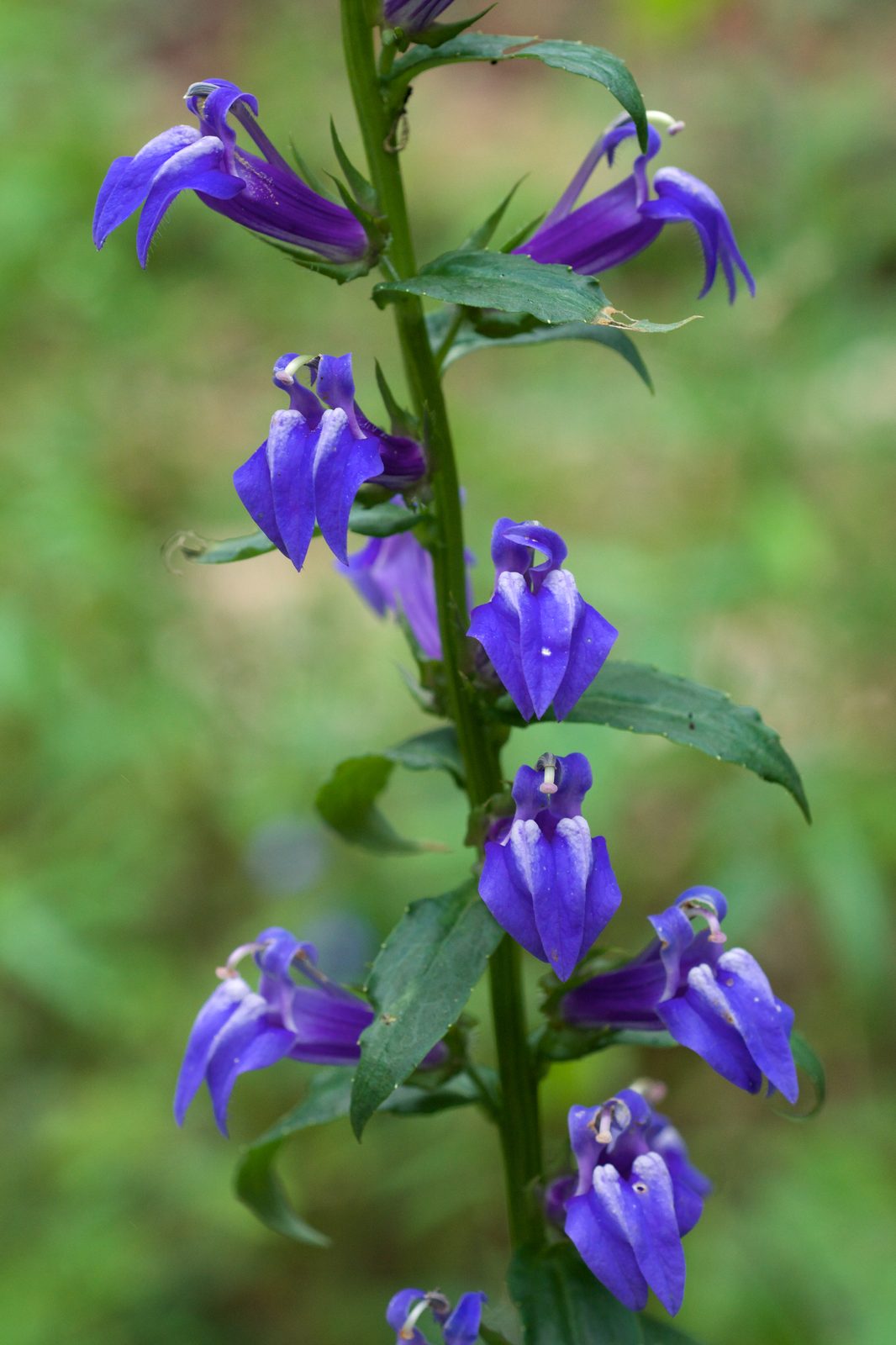 Great Blue Cardinal Flower (Lobelia siphilitica) plant