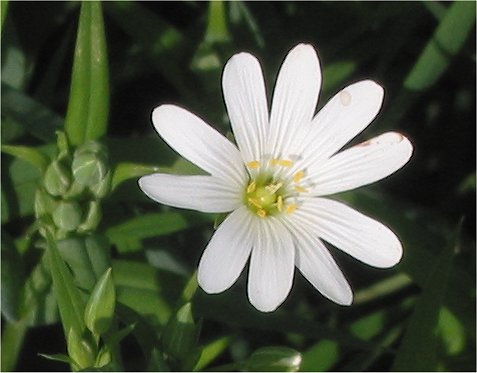 Great Chickweed (Stellaria holostea) plant