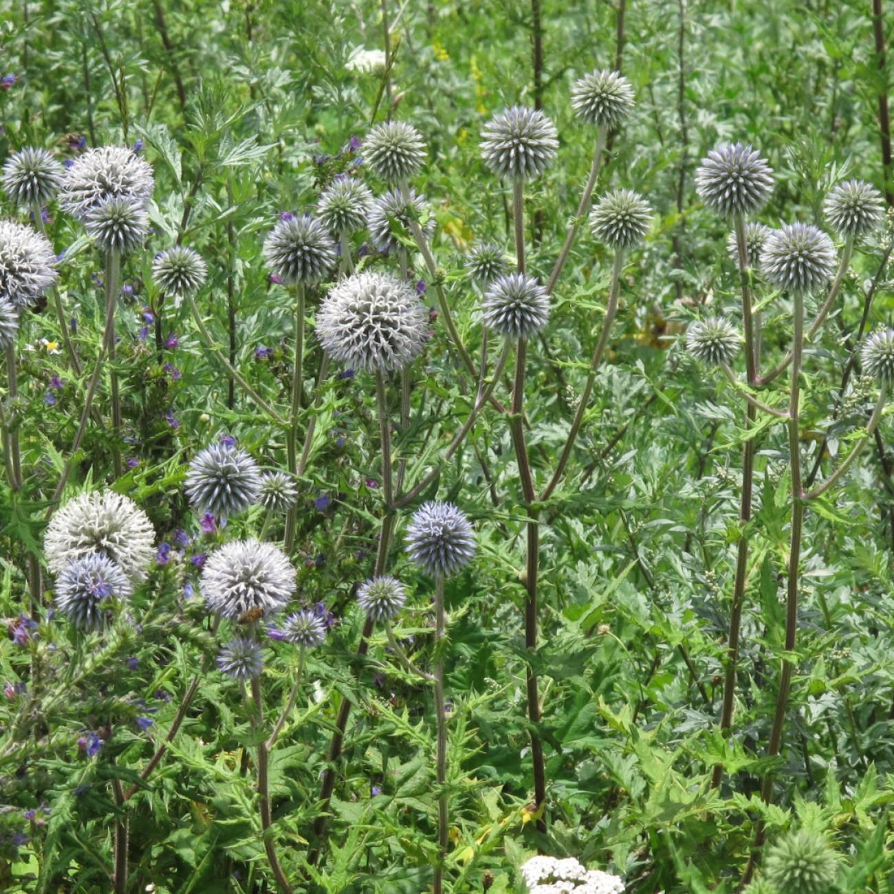 great globe thistle (Echinops sphaerocephalus 'Arctic Glow') plant — close-up photo