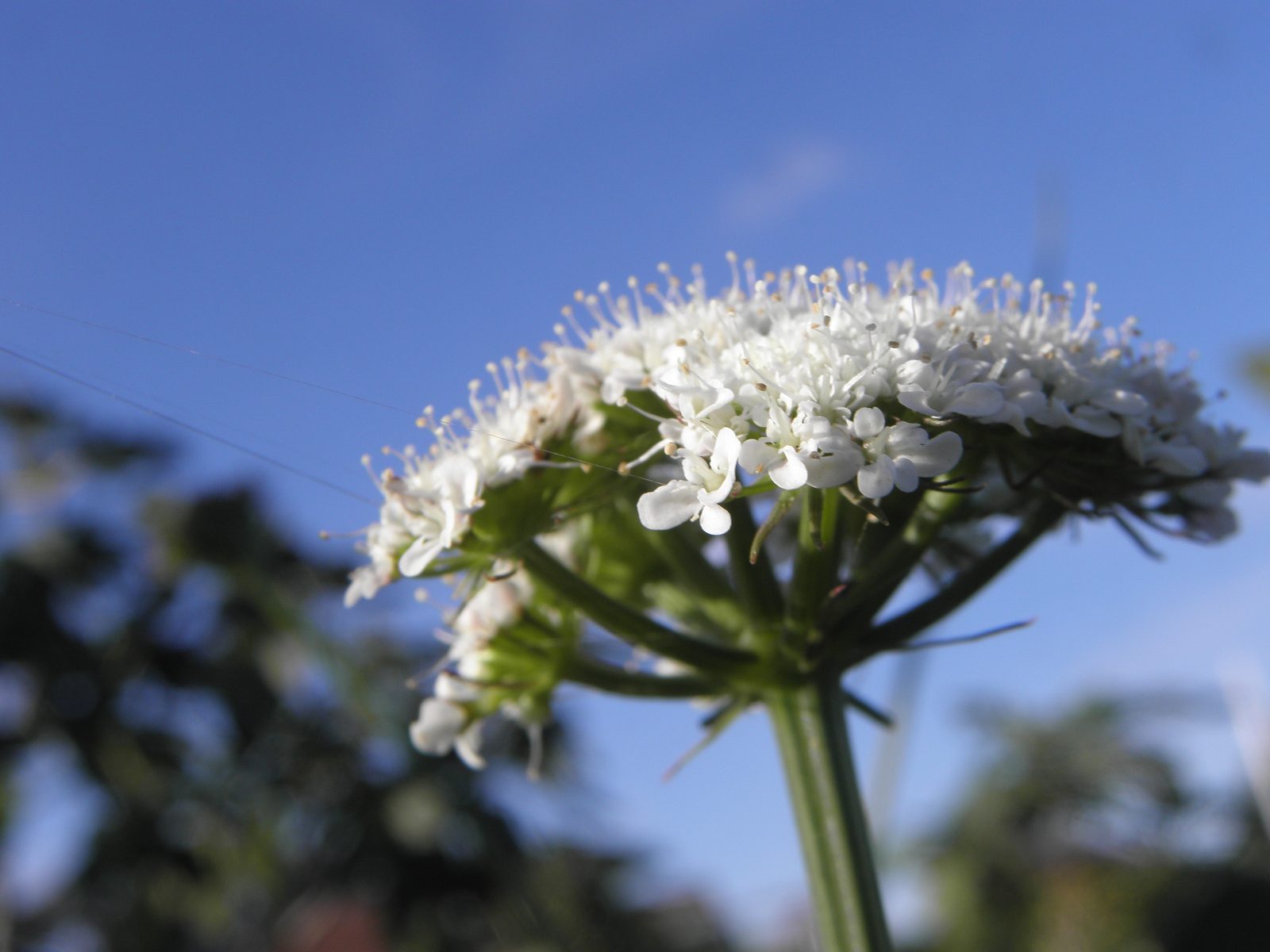 Great Pignut (Bunium bulbocastanum) plant