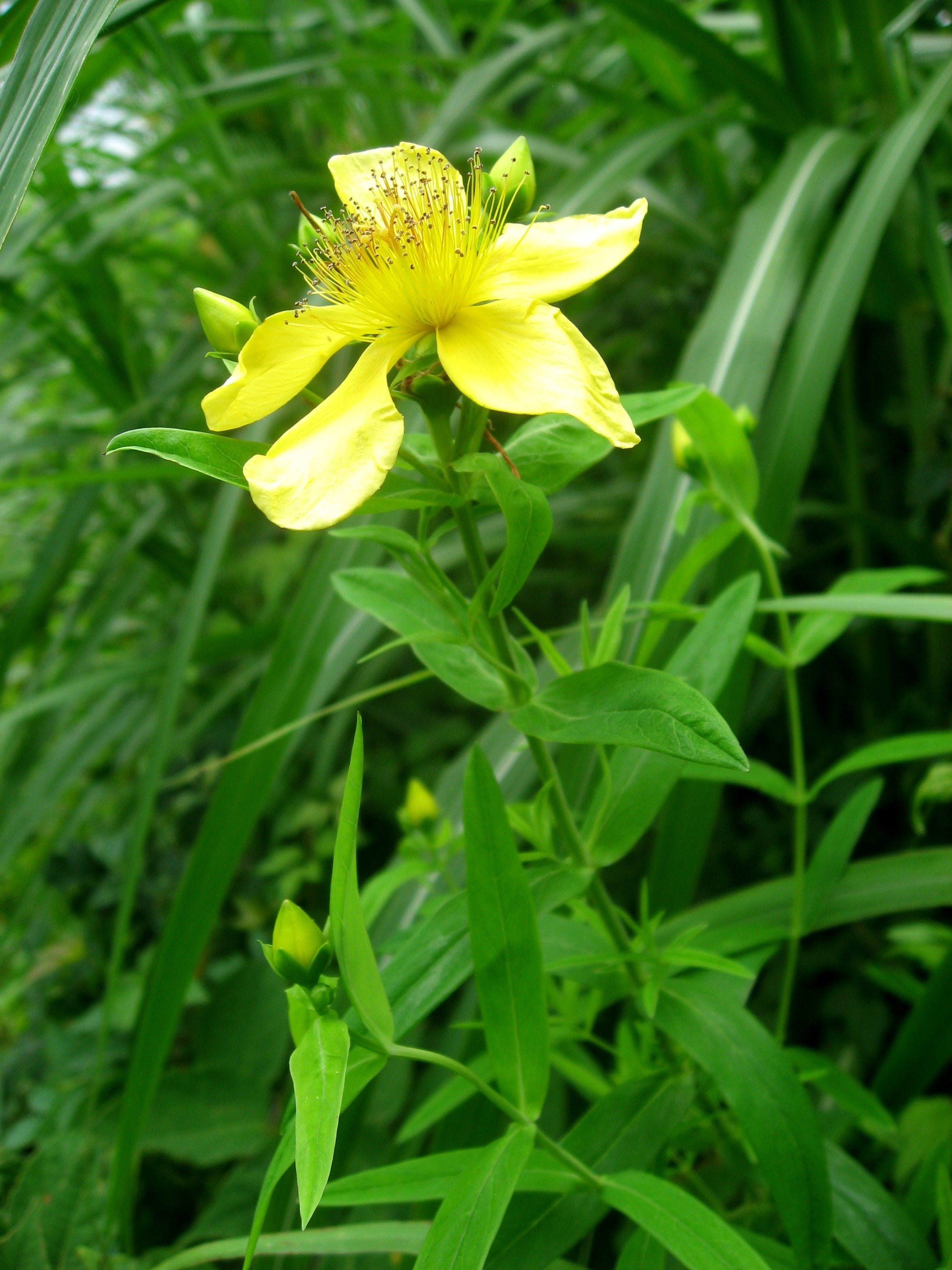 Great St John's Wort (Hypericum ascyron) plant
