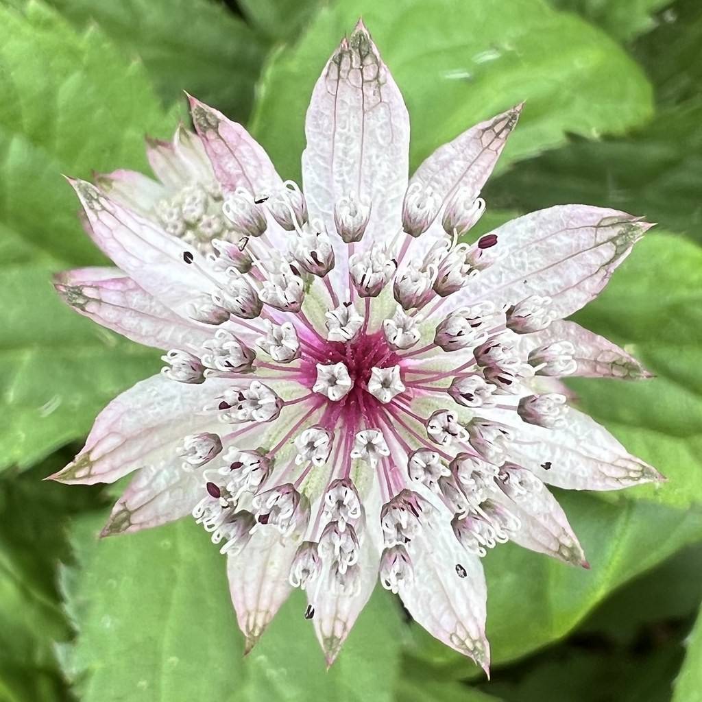 greater masterwort (Astrantia major subsp. involucrata 'Shaggy') plant — close-up photo