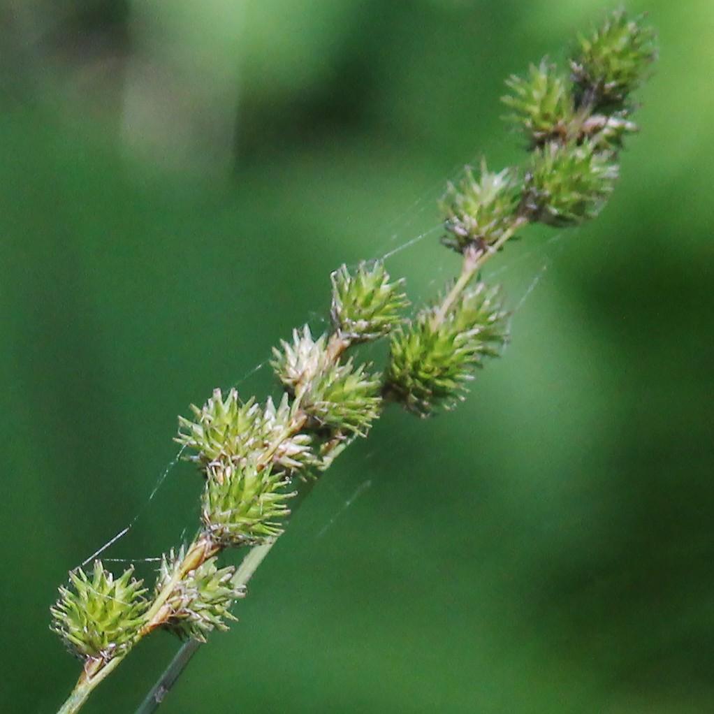greater straw sedge (Carex normalis) plant — close-up photo
