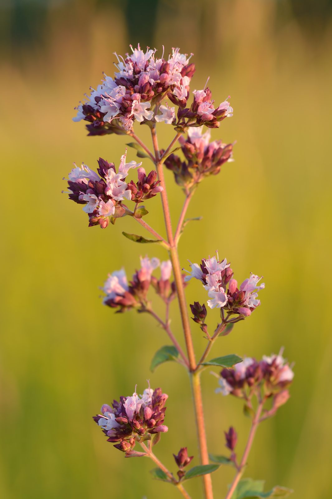 Greek Oregano (Origanum vulgare subsp. hirtum) plant