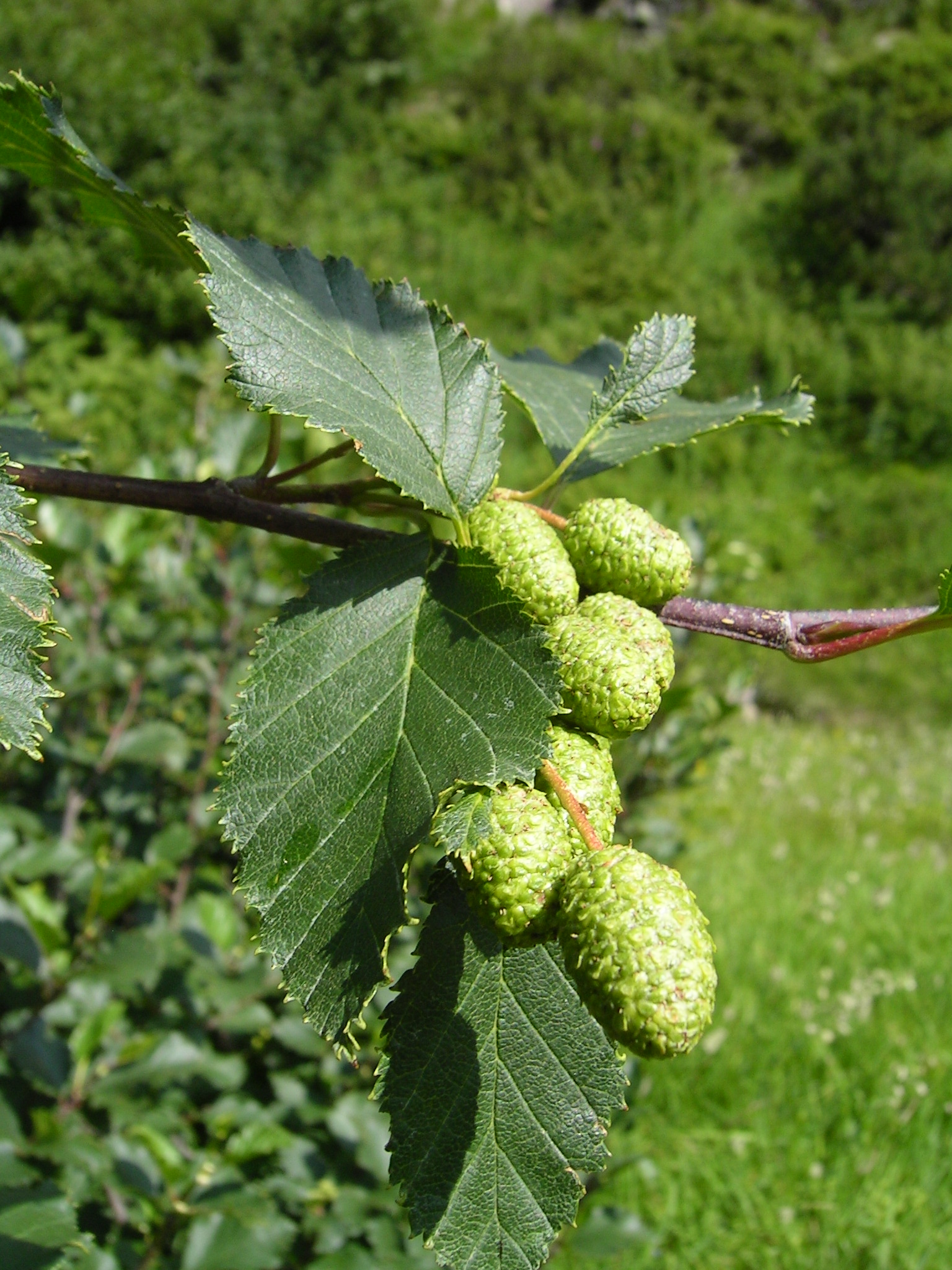 Green Alder (Alnus alnobetula) plant