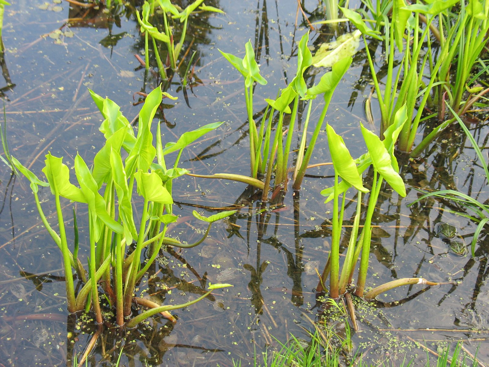 Green Arrow Arum (Peltandra virginica) plant