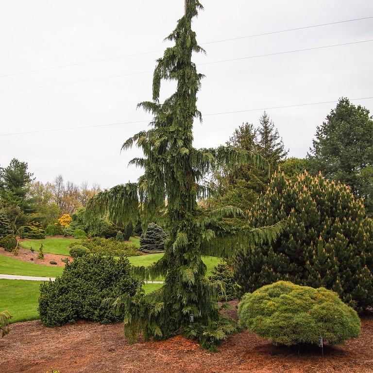 Green Arrow Nootka Cypress (Chamaecyparis nootkatensis 'Green Arrow') plant — close-up photo