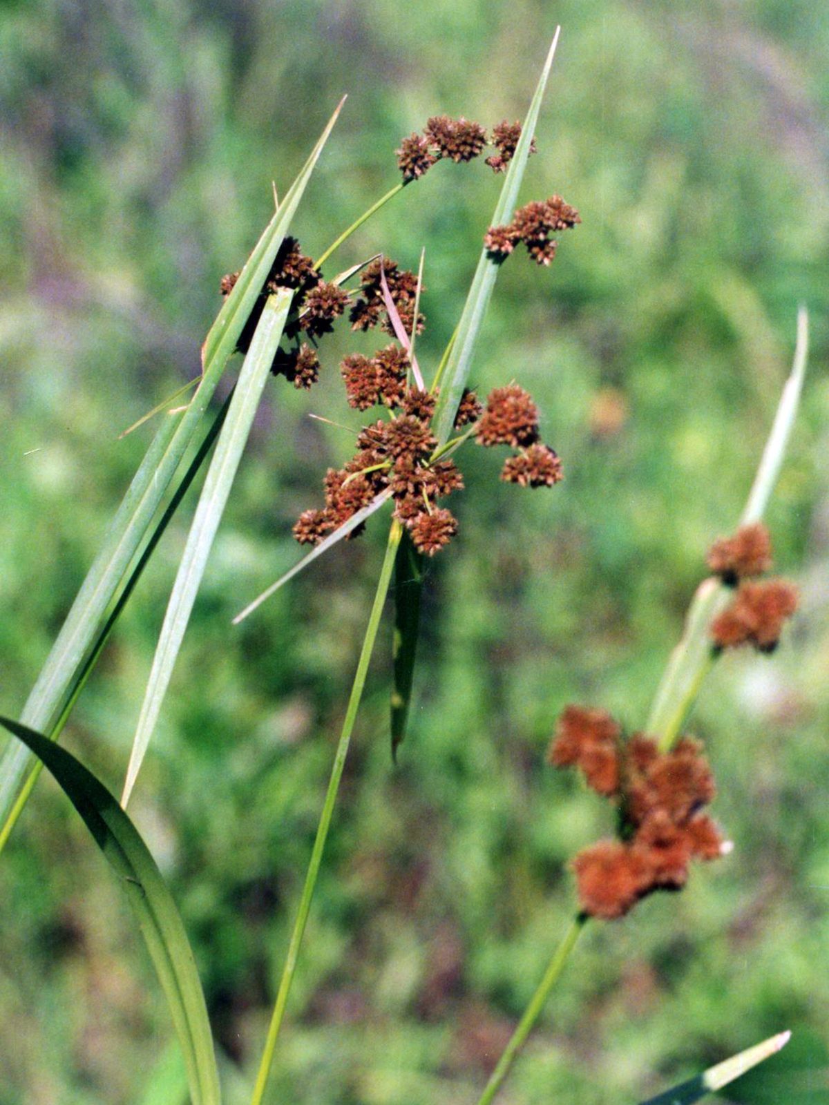 Green Bulrush (Scirpus atrovirens) plant
