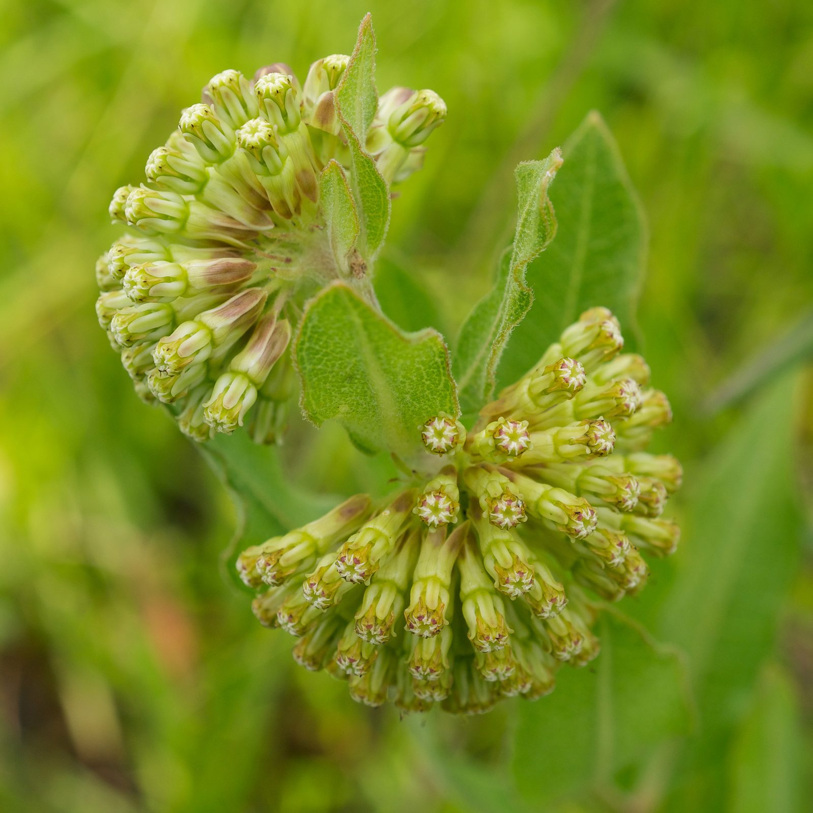 Green Comet Milkweed (Asclepias viridiflora) plant