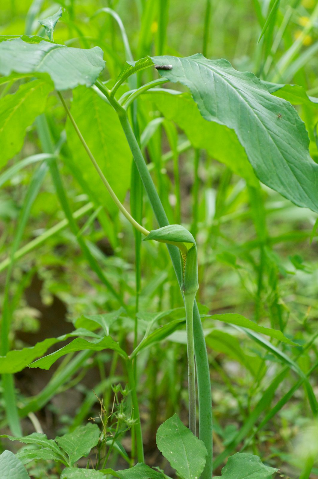 Green Dragon (Arisaema dracontium) plant
