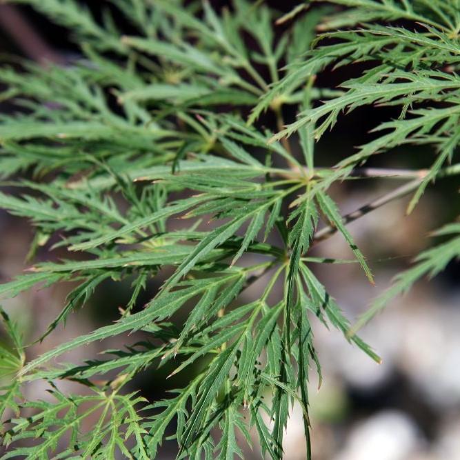 Green Mist Japanese Maple* (Acer palmatum 'Green Mist') plant — close-up photo