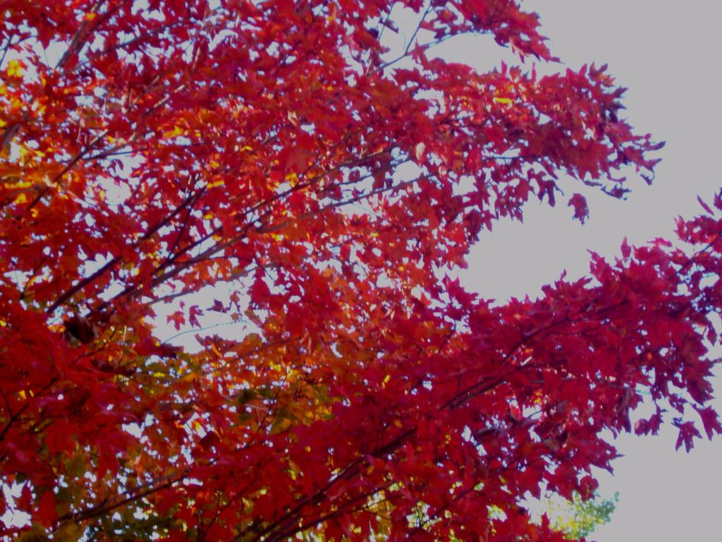 Green Mountain Sugar Maple (Acer saccharum 'Green Mountain') plant — close-up photo