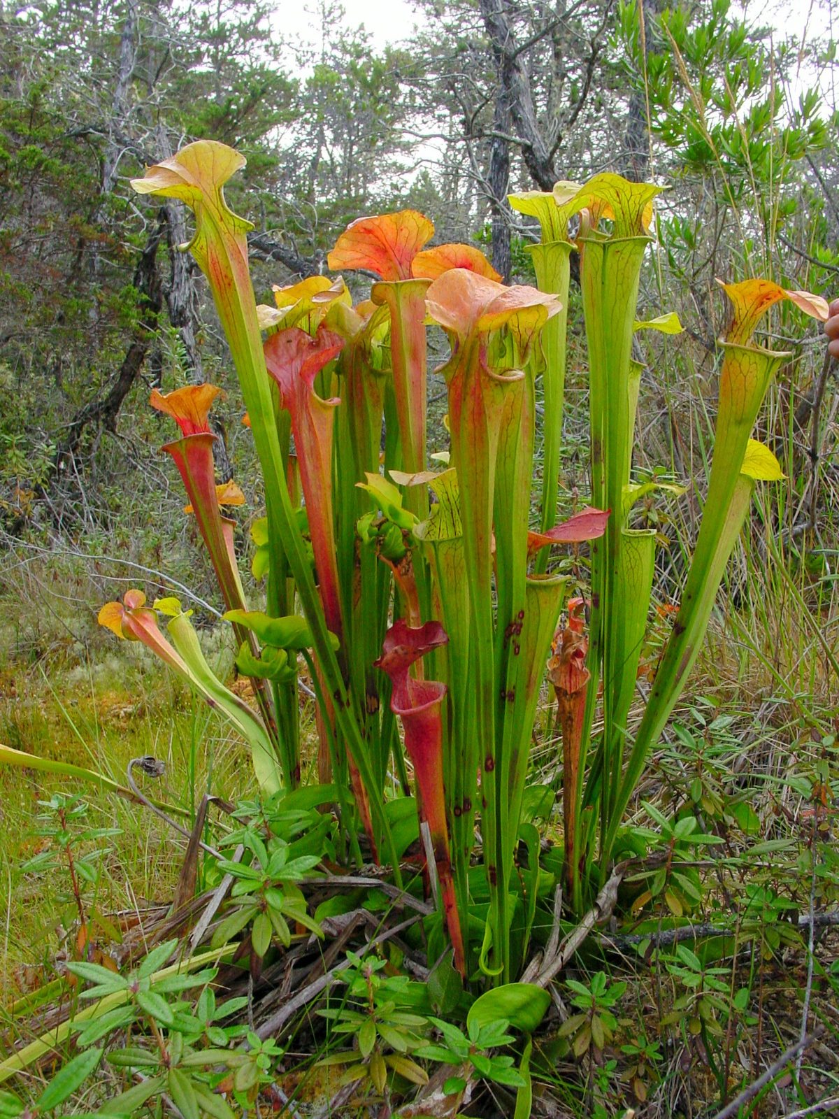 Green Pitcherplant (Sarracenia oreophila) plant