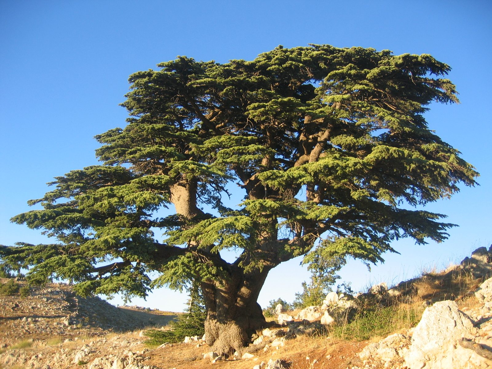 Green Prince Cedar of Lebanon (Cedrus libani 'Green Prince') plant