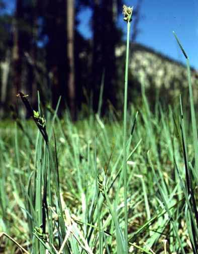 Green Sheathed Sedge (Carex livida) plant