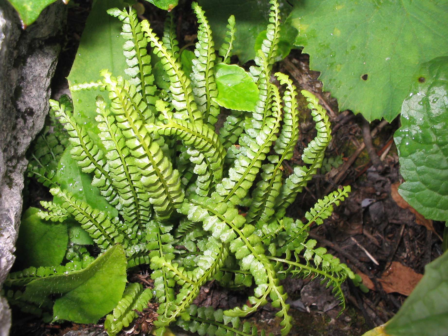 Green Spleenwort (Asplenium viride) plant