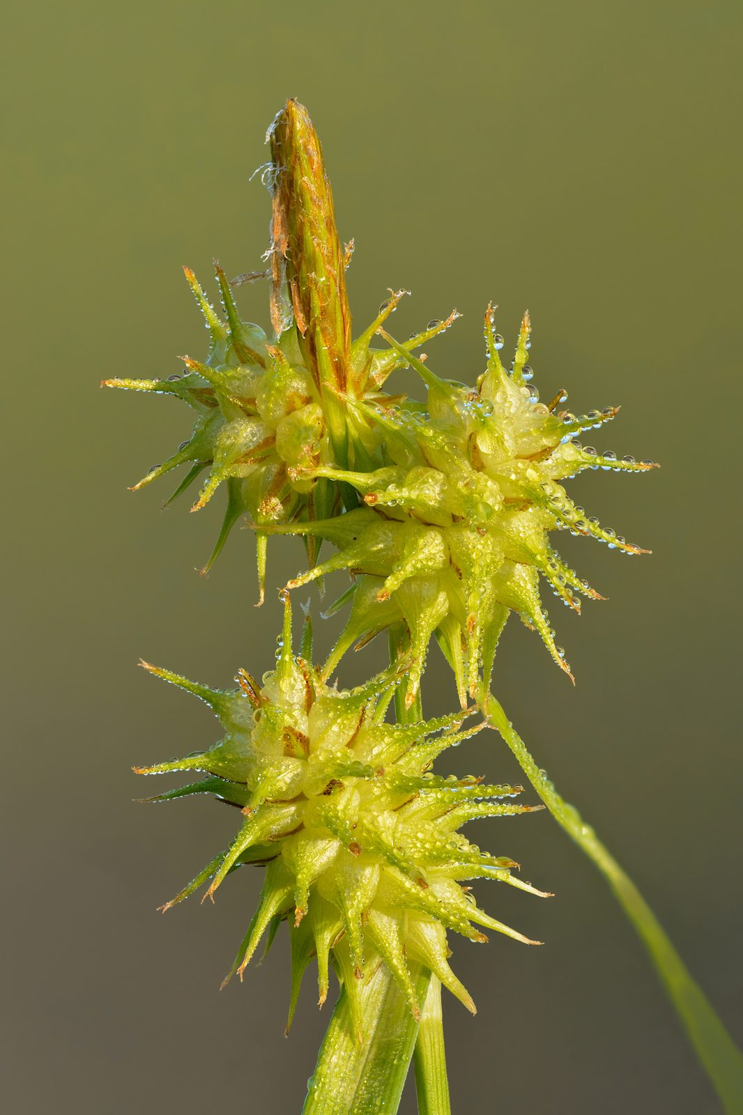Greenish Sedge (Carex flava) plant