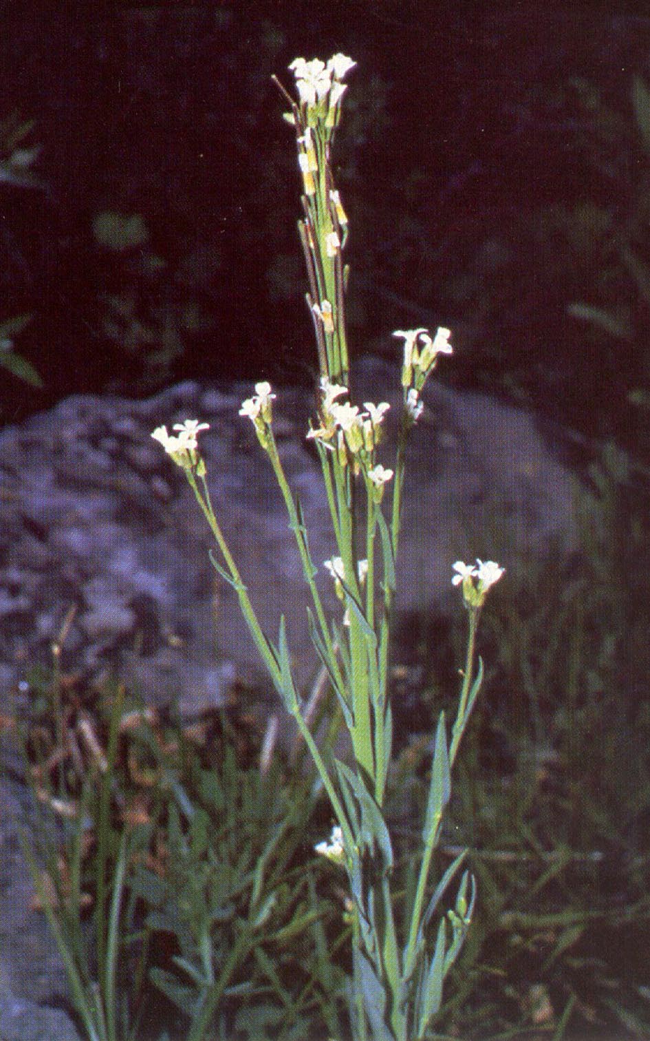 Greenland Rockcress (Boechera groenlandica) plant