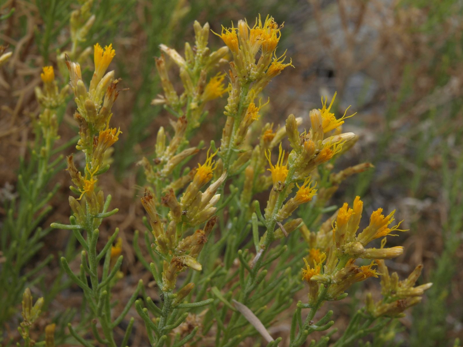 Greenleaf Rabbit Brush (Ericameria teretifolia) plant