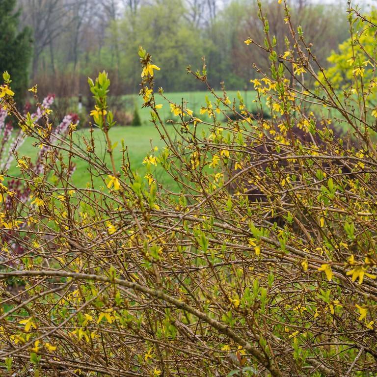 greenstem forsythia (Forsythia viridissima 'Bronxensis') plant — close-up photo