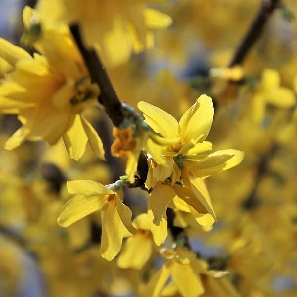 greenstem forsythia (Forsythia viridissima 'Border Gem') plant — close-up photo