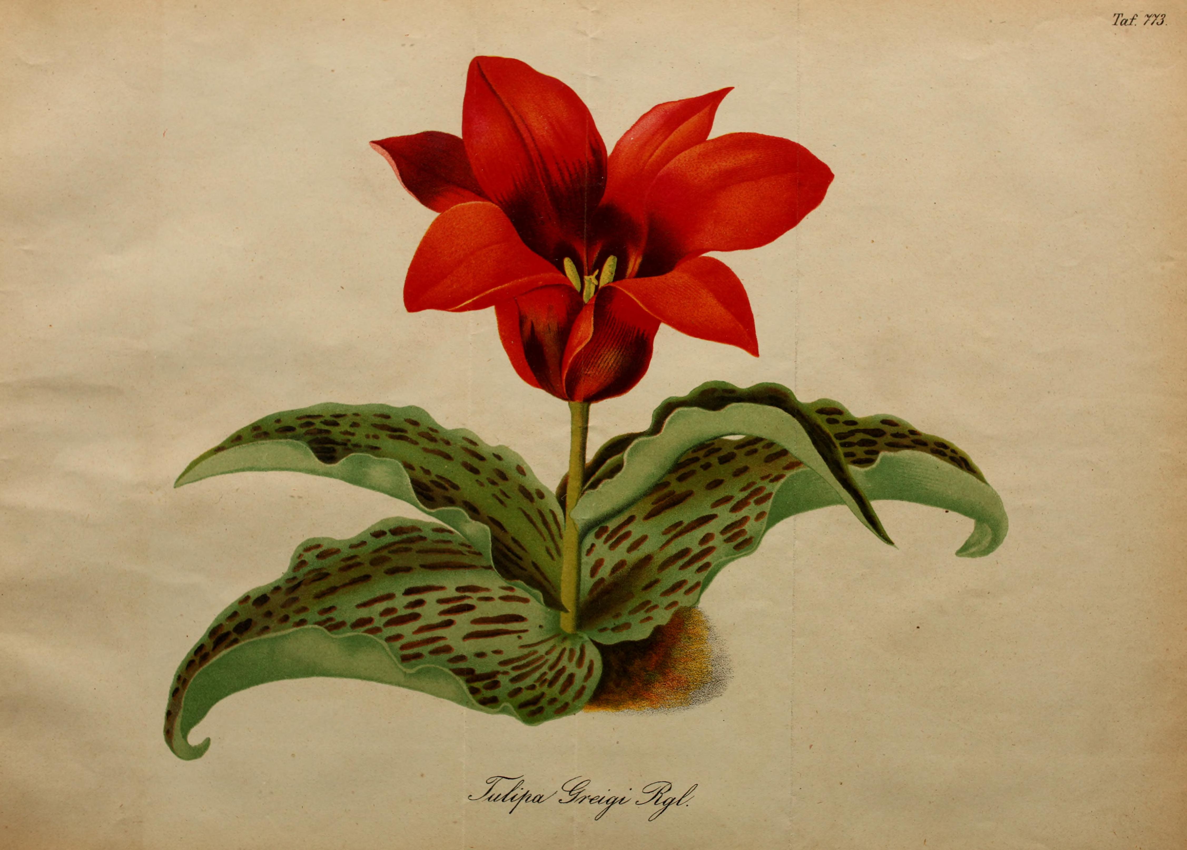 Greigii Tulip (Tulipa greigii) plant