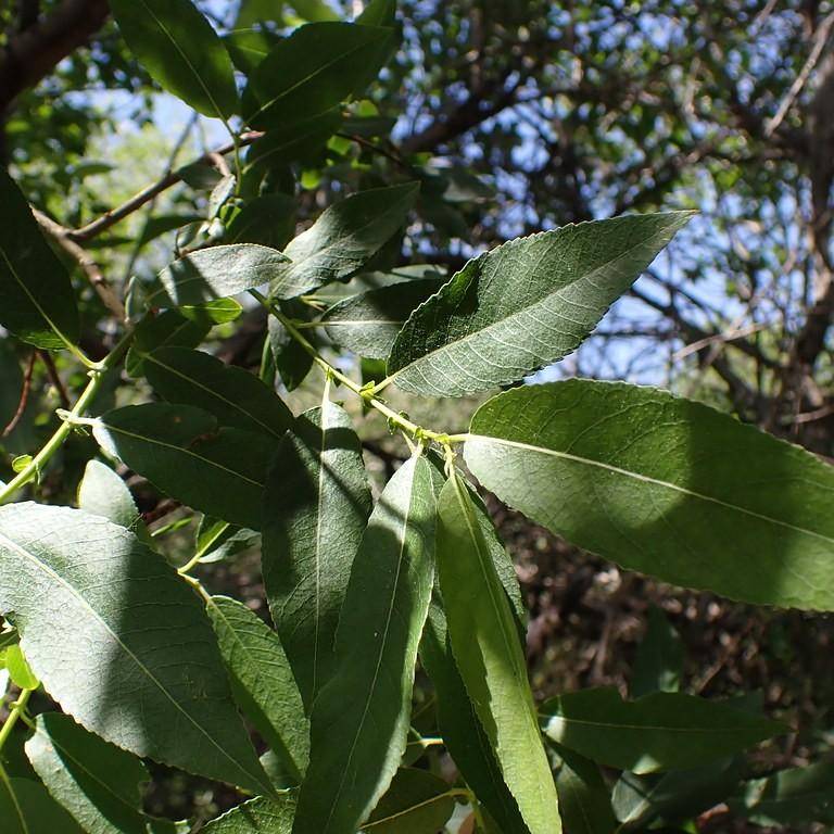 grey alder (Alnus incana) plant — close-up photo