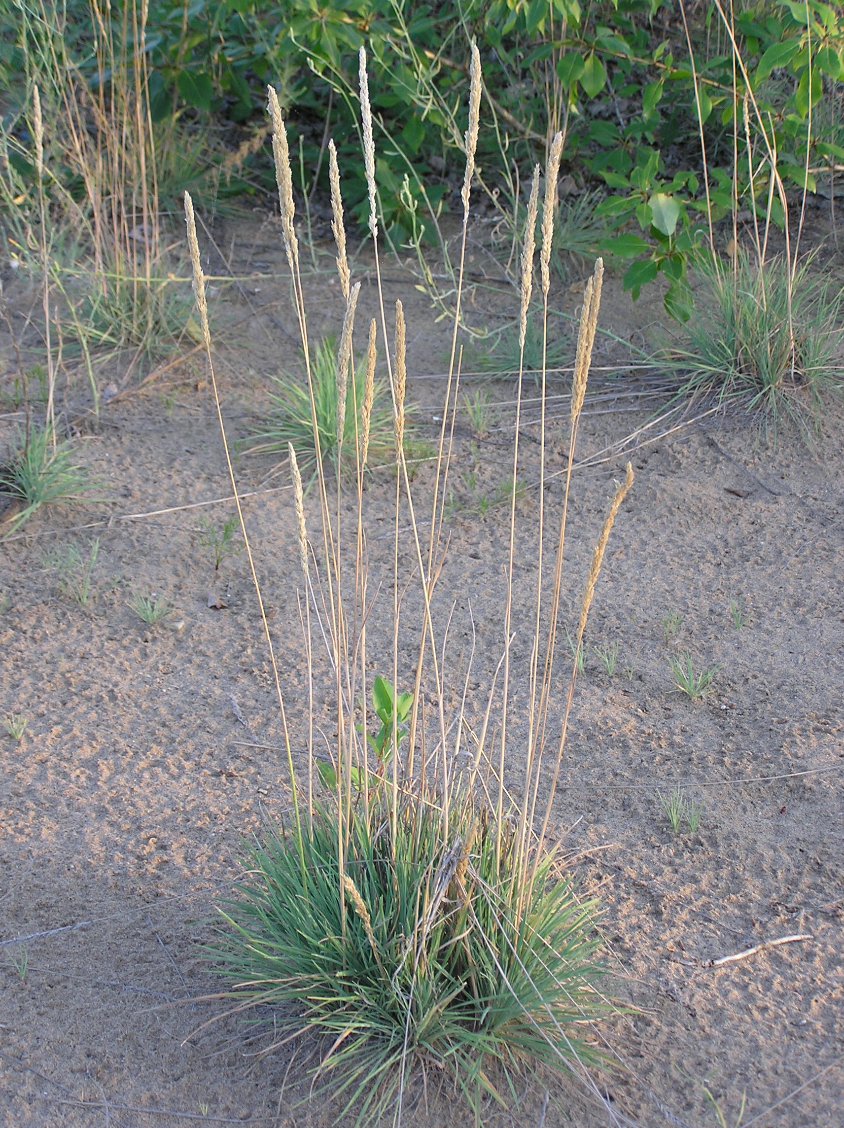 Grey Blue Koeleria (Koeleria glauca) plant
