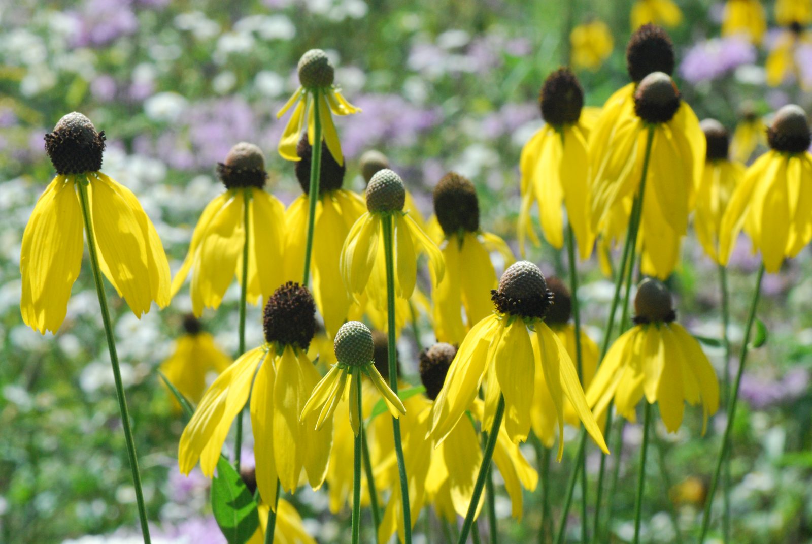 Grey Head Coneflower (Ratibida pinnata) plant