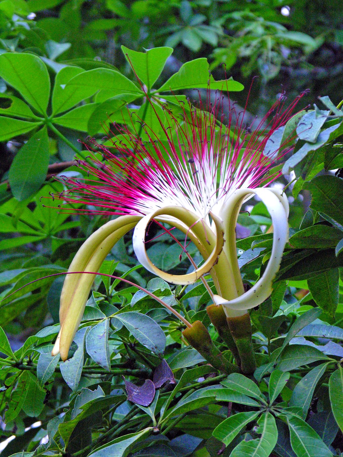 Guiana Chestnut (Pachira aquatica) plant