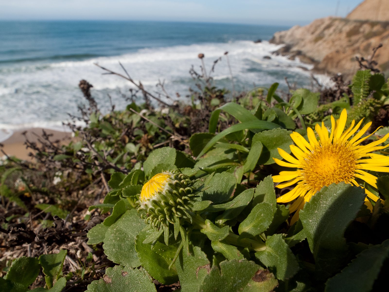 Gum Plant (Grindelia robusta) plant