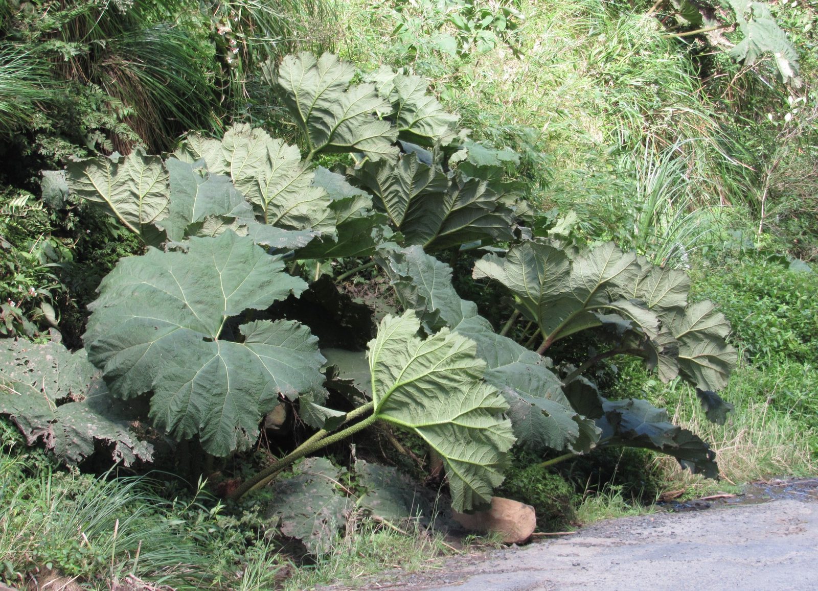 Gunnera (Gunnera manicata) plant