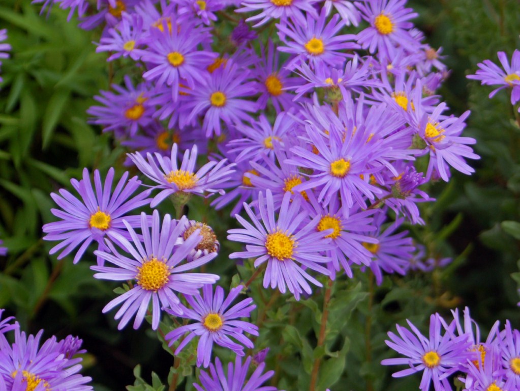 Gymnaster (Gymnaster savatieri) plant