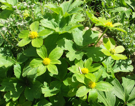 Hacquetia (Hacquetia epipactis (syn. Sanicula epipactis)) plant