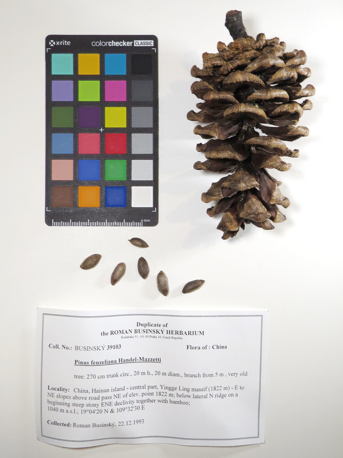 Hainan White Pine (Pinus fenzeliana) plant