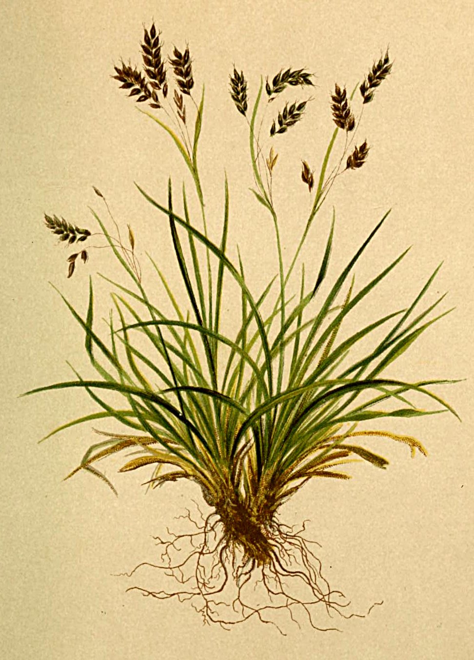 Hair Like Sedge (Carex capillaris) plant — close-up photo
