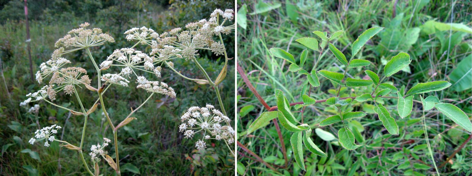 Hairy Angelica (Angelica venenosa) plant