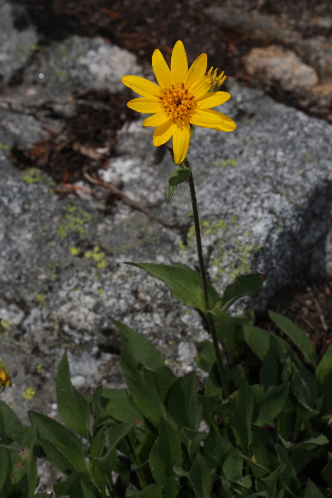 Hairy Arnica (Arnica mollis) plant