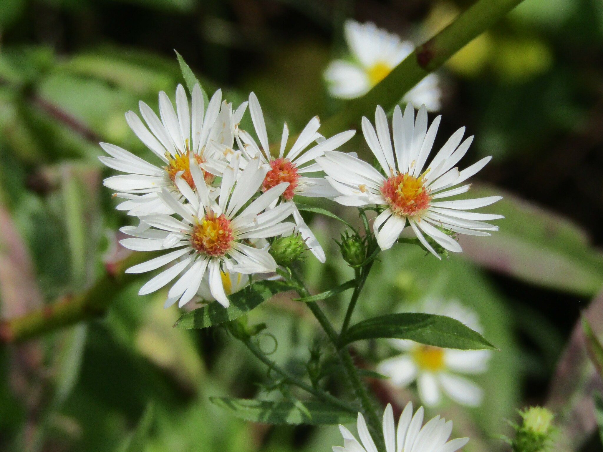 Hairy Aster (Symphyotrichum pilosum) plant