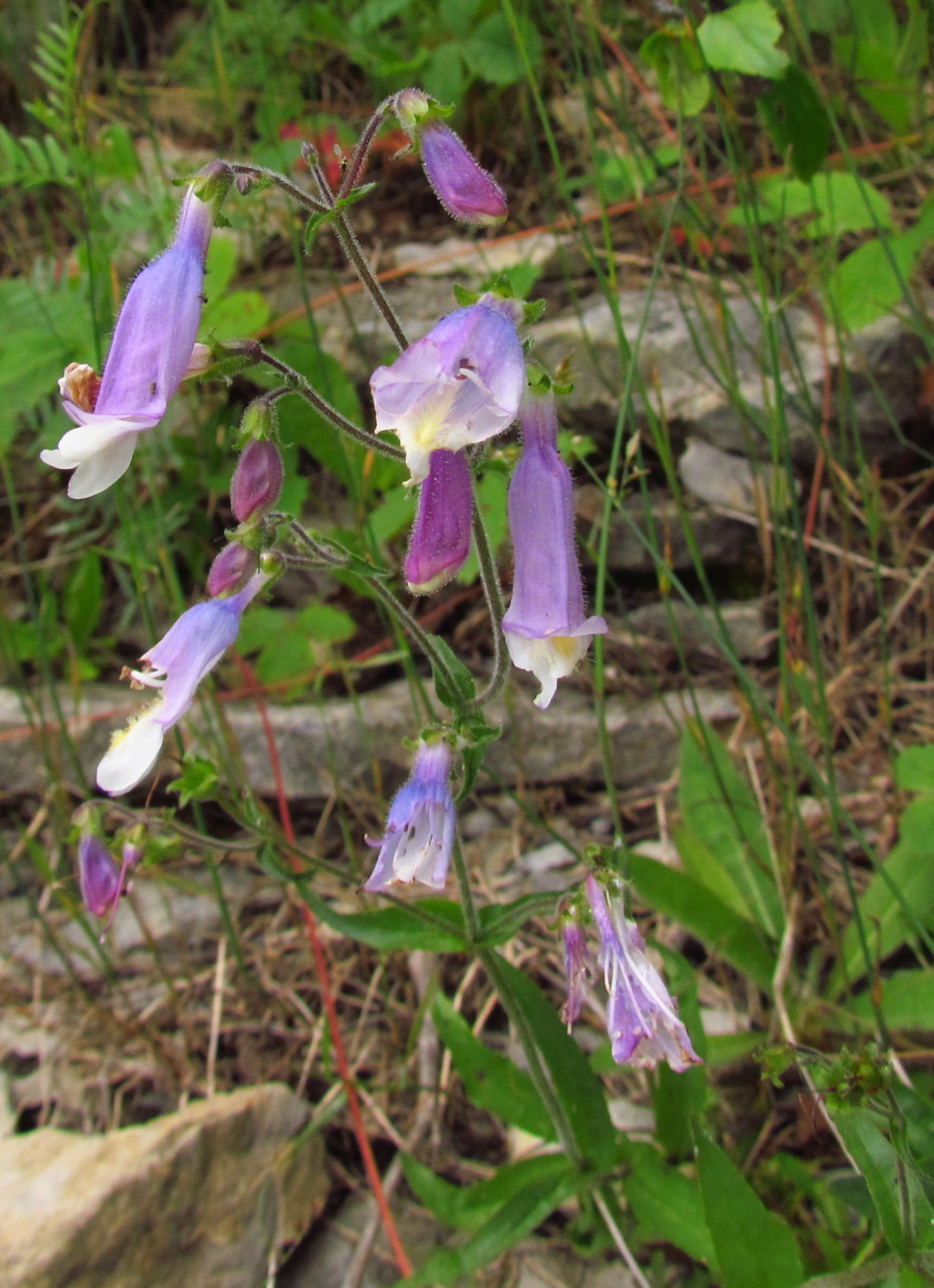 Hairy Beardtongue (Penstemon hirsutus) plant
