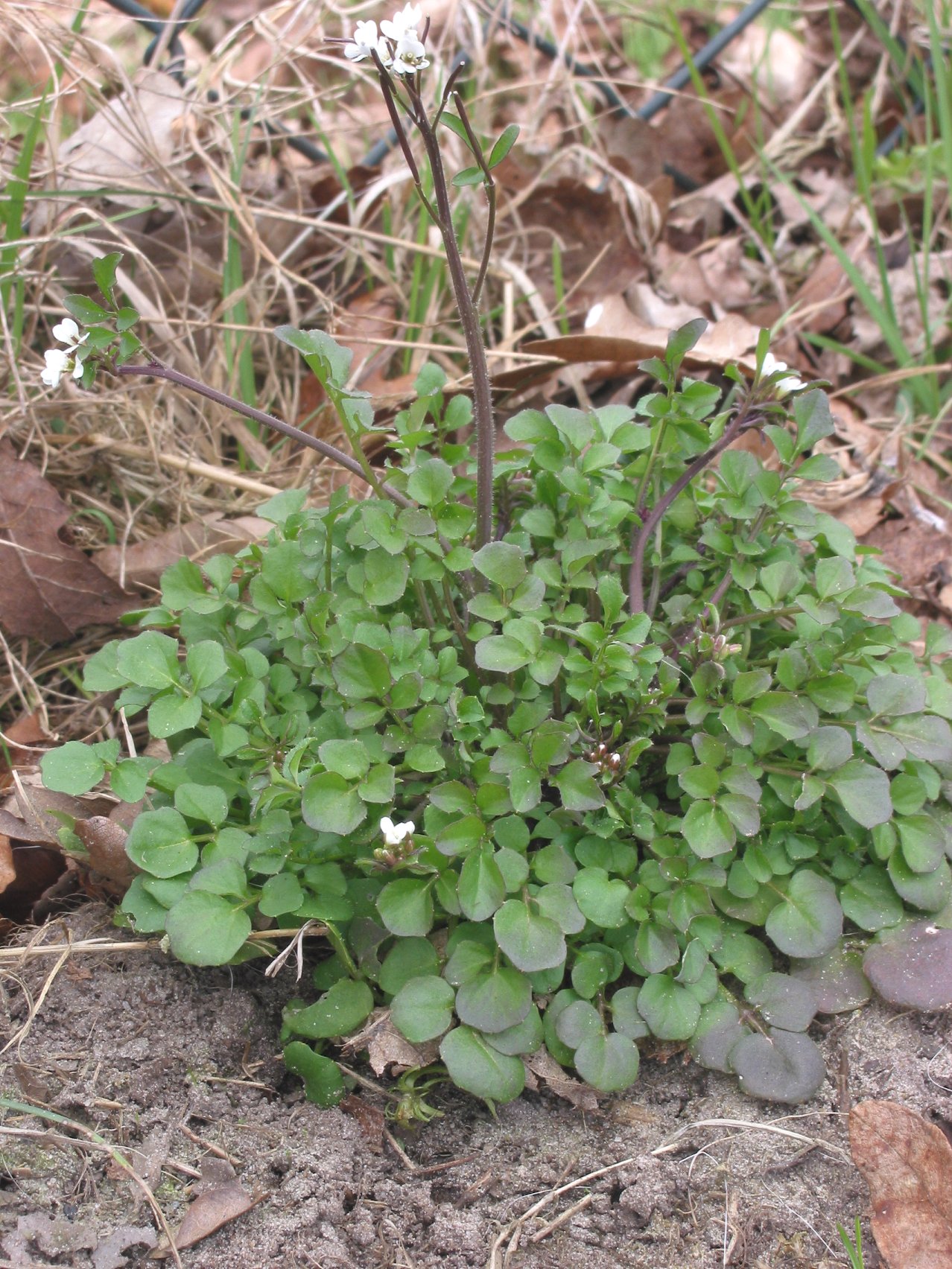 Hairy Bitter Cress (Cardamine hirsuta) plant