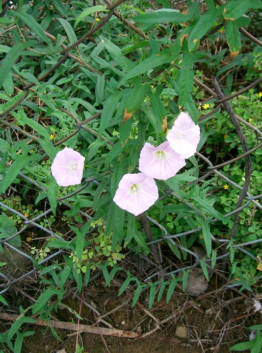 Hairy False Bindweed (Calystegia pubescens) plant
