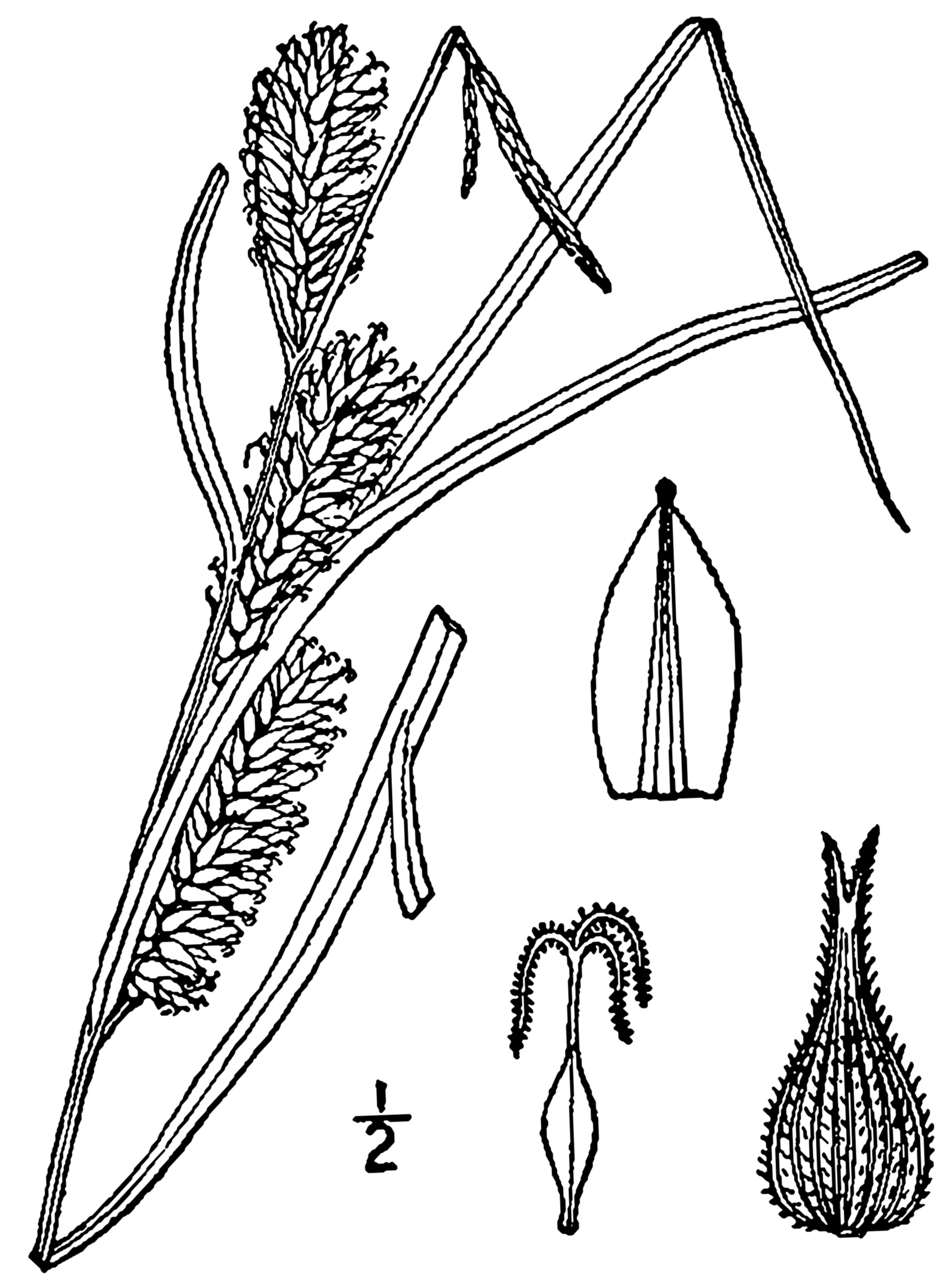 Hairy Fruited Sedge (Carex trichocarpa) plant