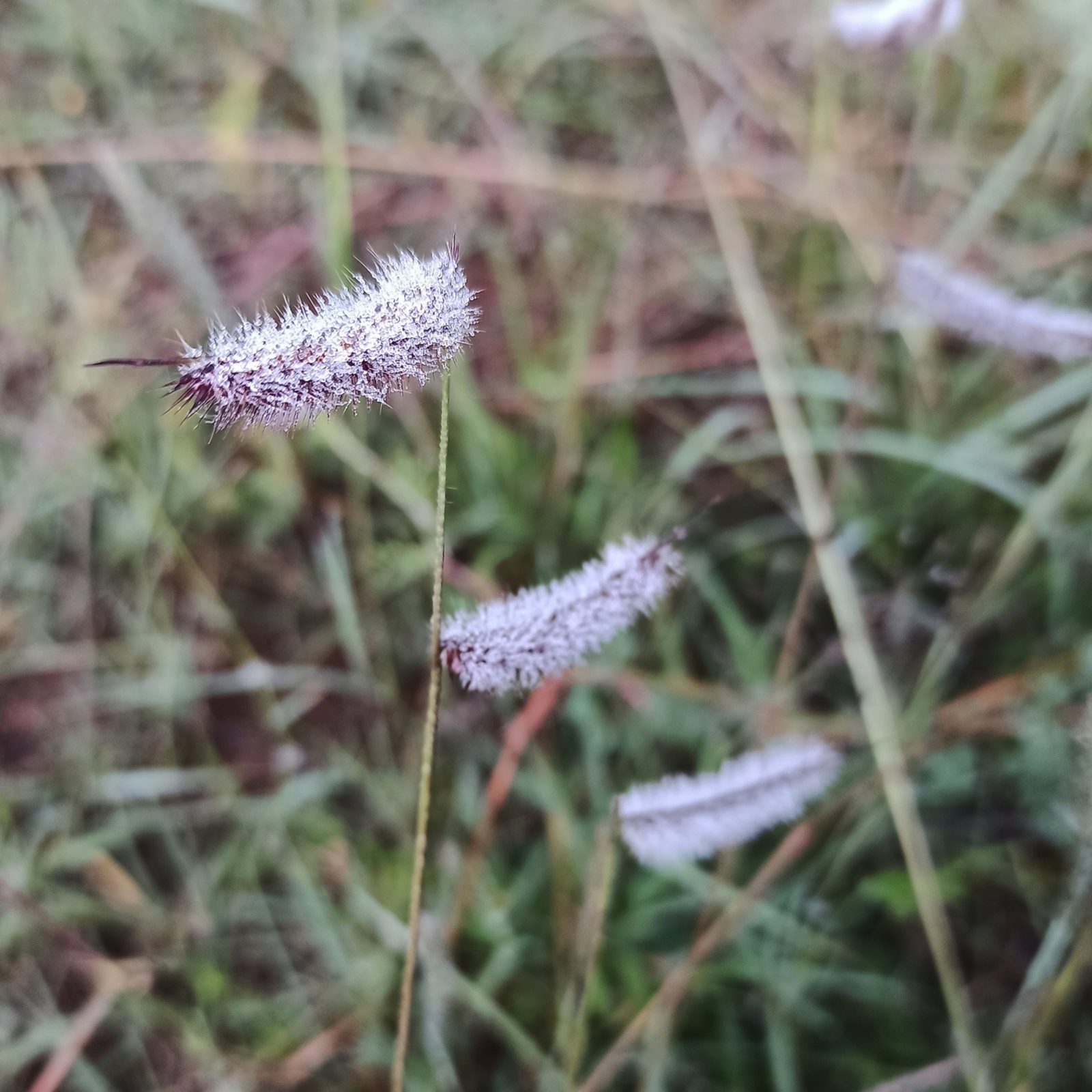 Hairy Grama (Bouteloua hirsuta) plant