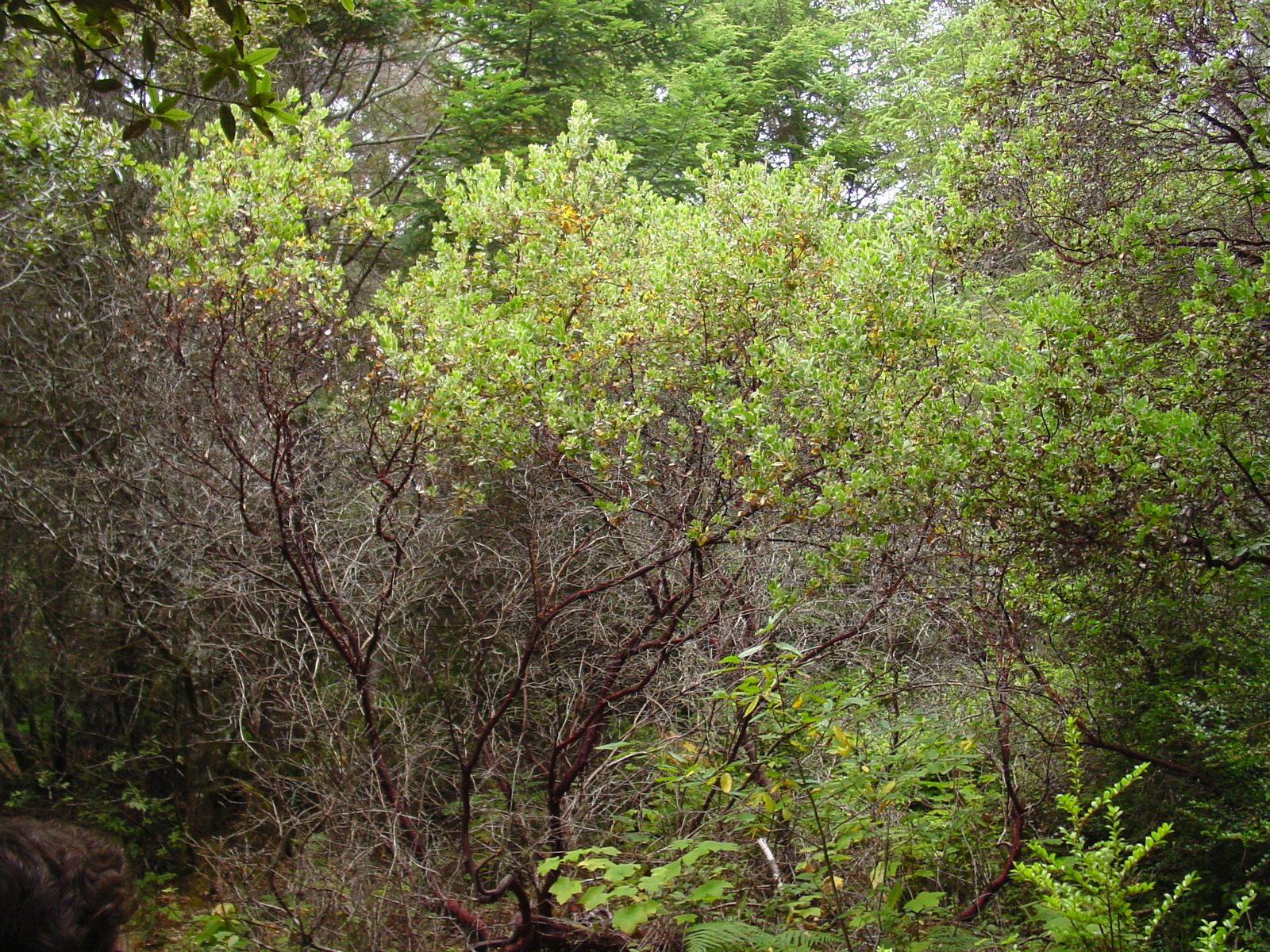 Hairy Manzanita (Arctostaphylos columbiana) plant