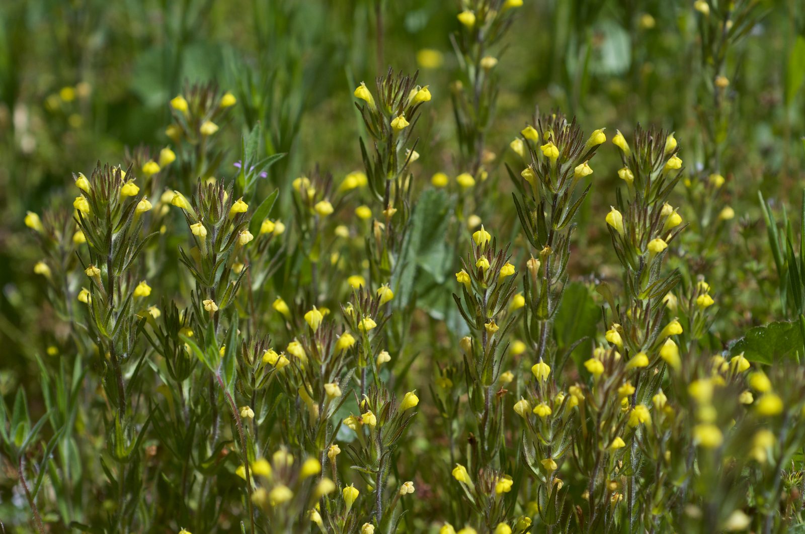 Hairy Owl's Clover (Castilleja tenuis) plant