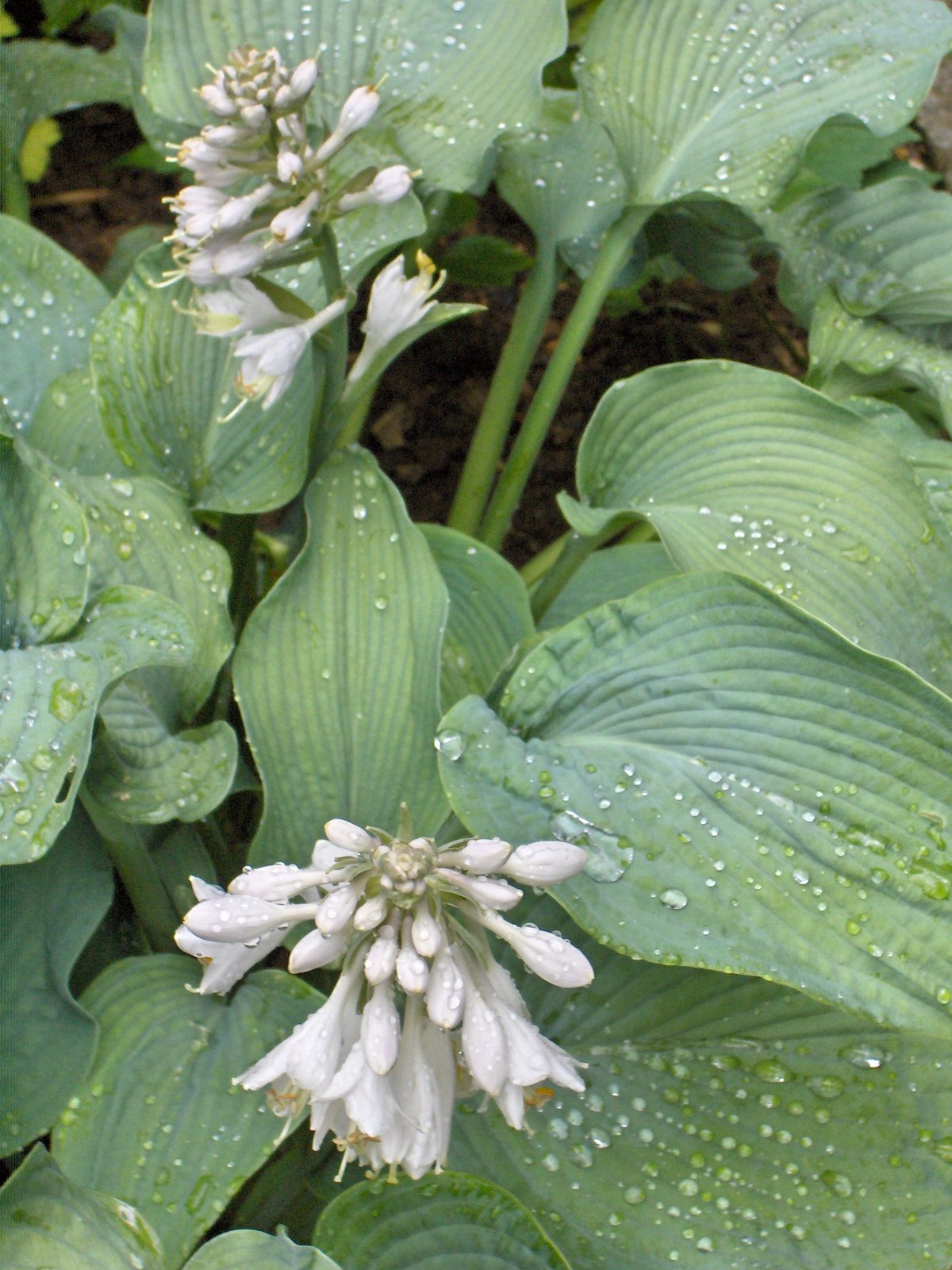 Halcyon Hosta (Hosta 'Halcyon') plant