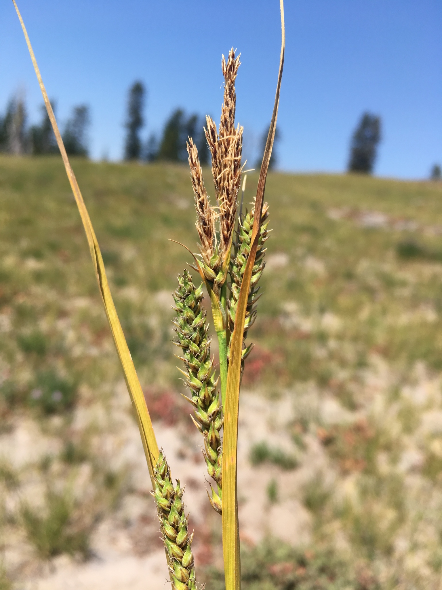 Hall's Sedge (Carex halliana) plant